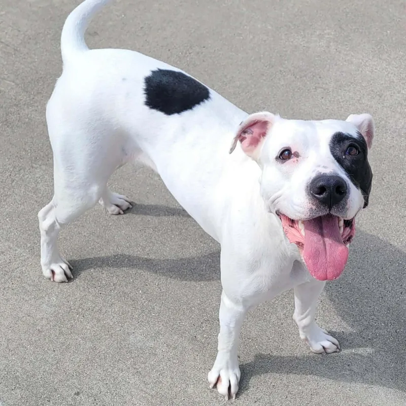 Sarabi! Pretty Pup! thumbnail 2