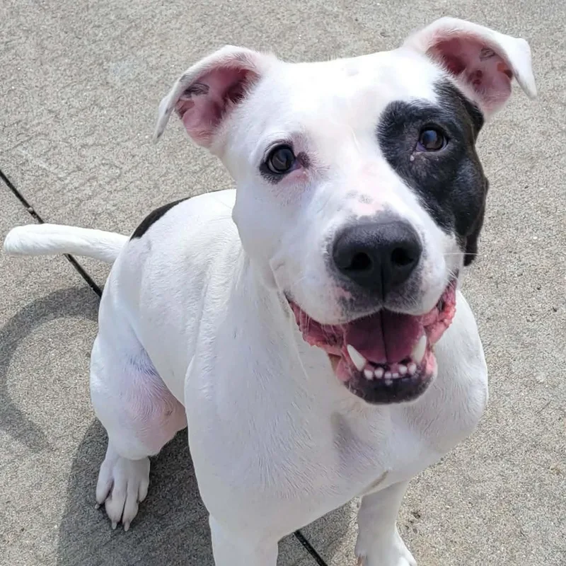 Sarabi! Pretty Pup! thumbnail 3