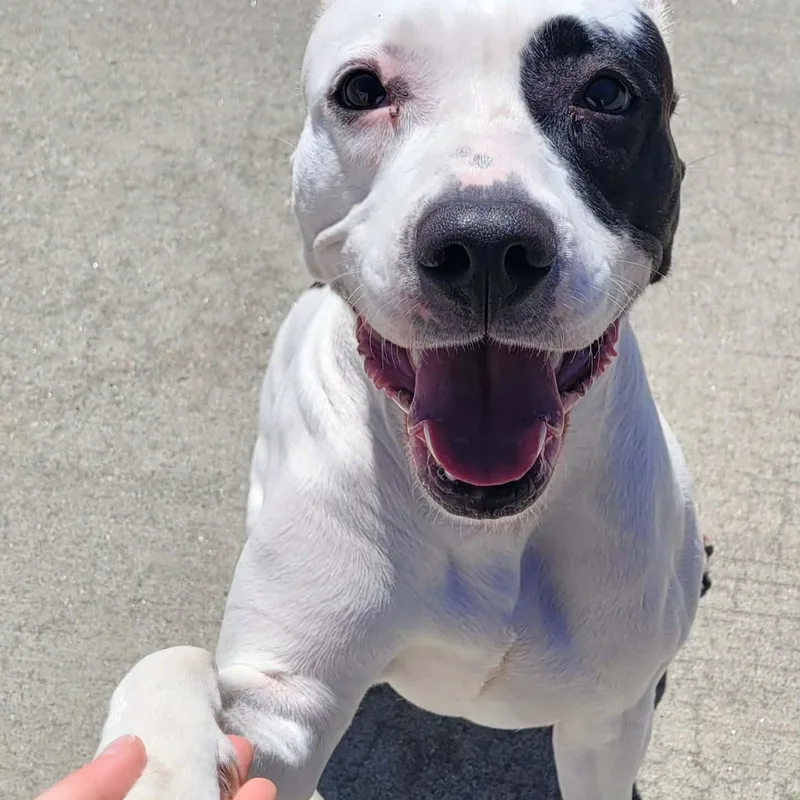 Sarabi! Pretty Pup! thumbnail 4