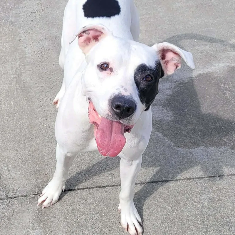 Sarabi! Pretty Pup! thumbnail 5