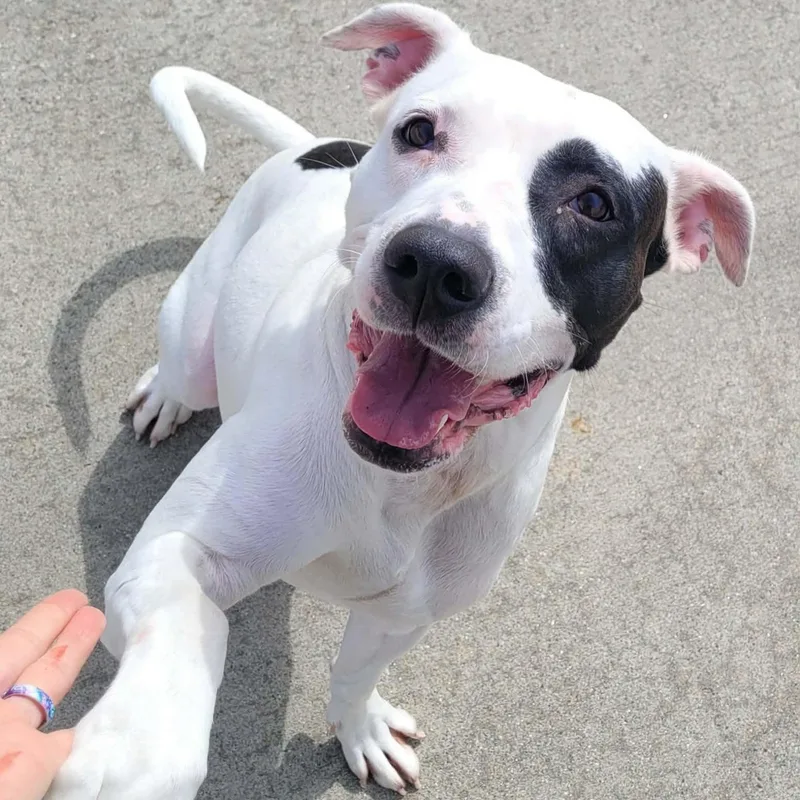 Sarabi! Pretty Pup! thumbnail 6