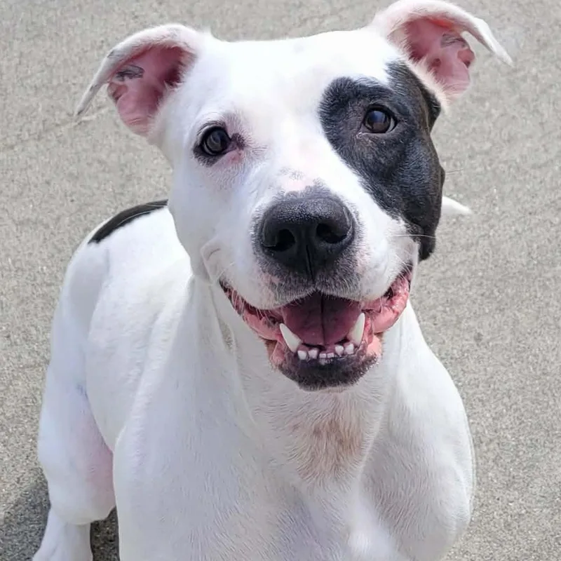 A young medium-sized female White / Cream Pit Bull Terrier dog named Sarabi! Pretty Pup! for adoption in Meriden, CT