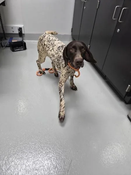 An adult medium-sized female German Shorthaired Pointer dog named Nc for adoption in Lawrenceville, GA