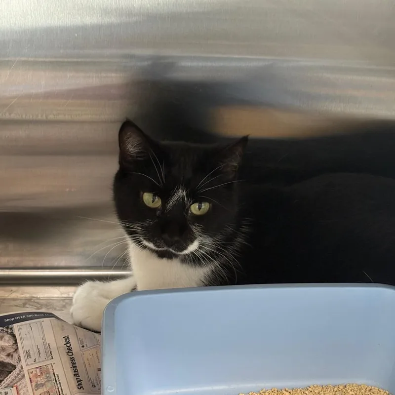 An adult medium-sized female Black Domestic Short Hair cat named Angel for adoption in Oak Park, IL