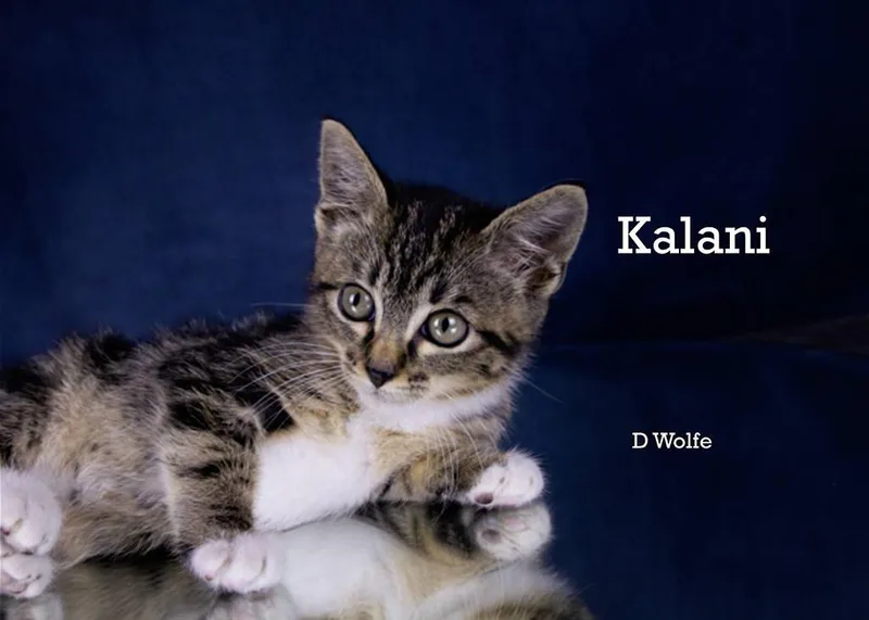 A baby medium-sized female Tabby cat named Kalani for adoption in York, NE