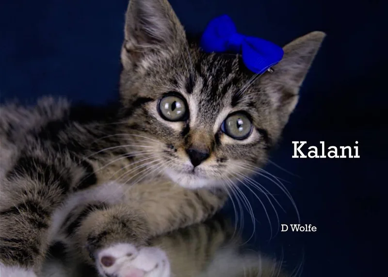 Kalani thumbnail 2