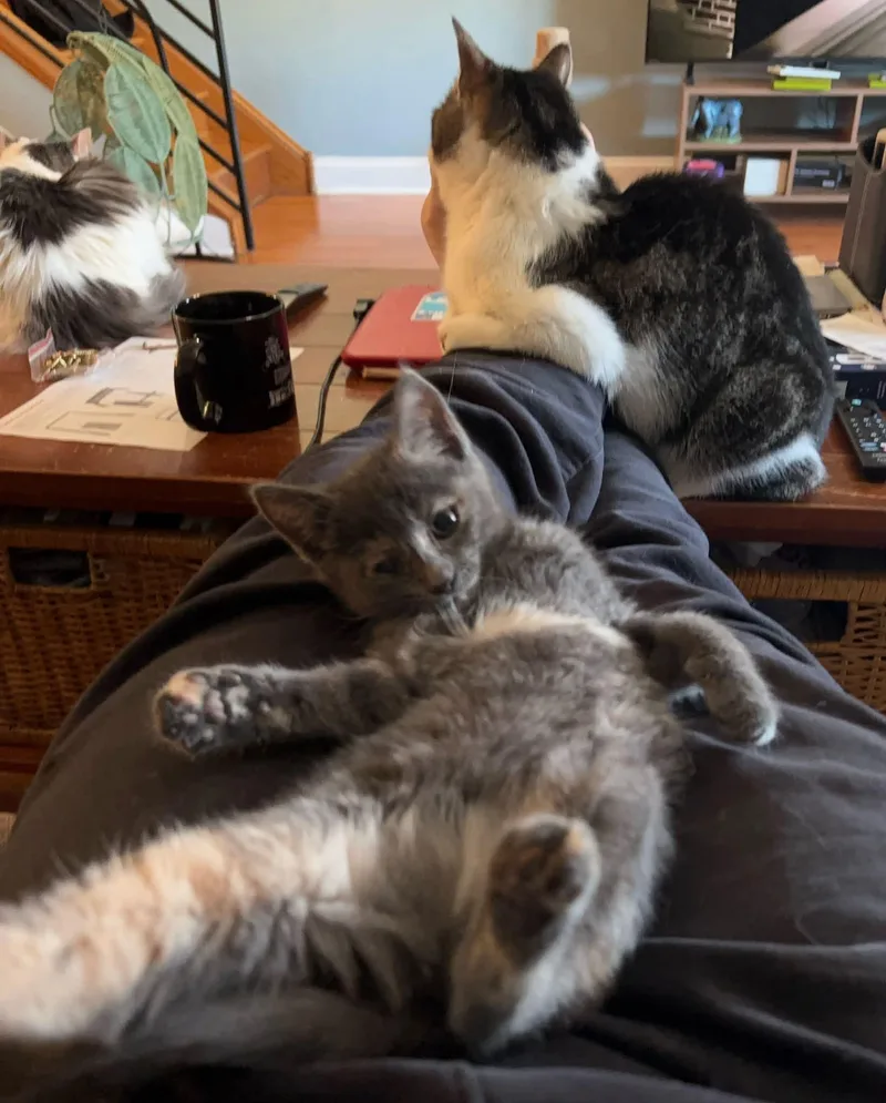A baby medium-sized female Domestic Medium Hair cat named Toonces for adoption in Haddon Heights, NJ