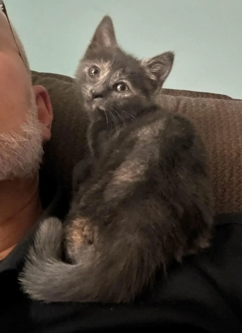 Toonces thumbnail 2