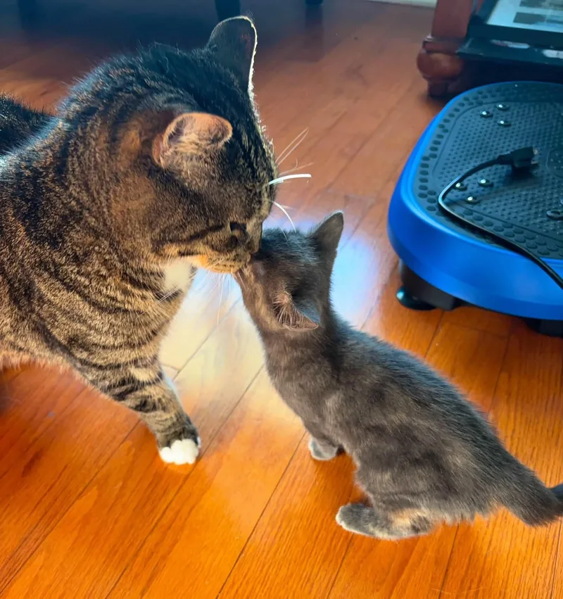 Toonces thumbnail 3