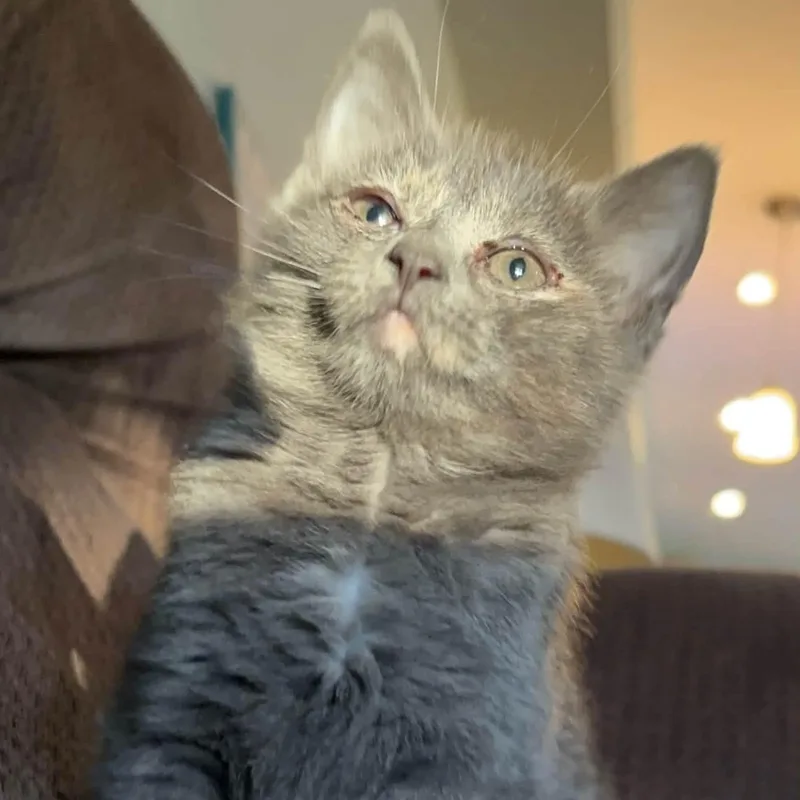 Toonces thumbnail 5