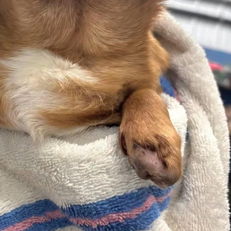 Little Foot
