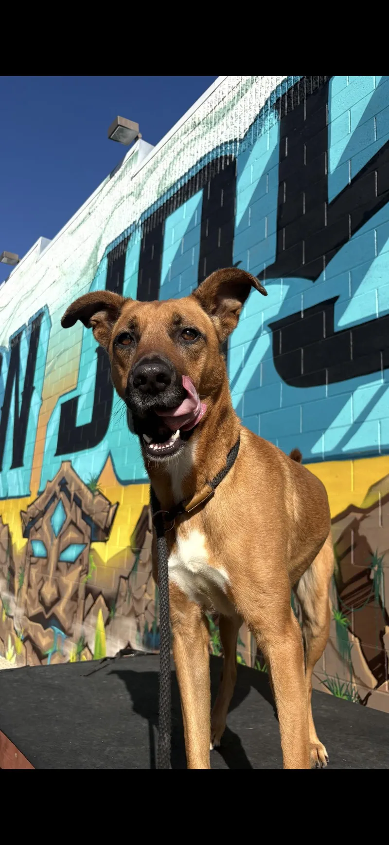 A young medium-sized female Apricot / Beige German Shepherd Dog dog named Nadia for adoption in Hayward, CA