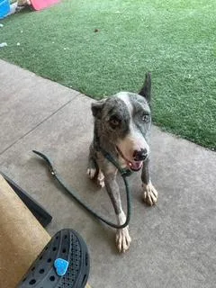 An adult medium-sized male Australian Kelpie dog named Kip for adoption in Bradenton, FL