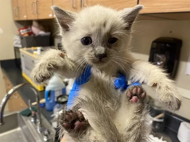 A baby small-sized male Domestic Short Hair cat named Siamon for adoption in Modesto, CA
