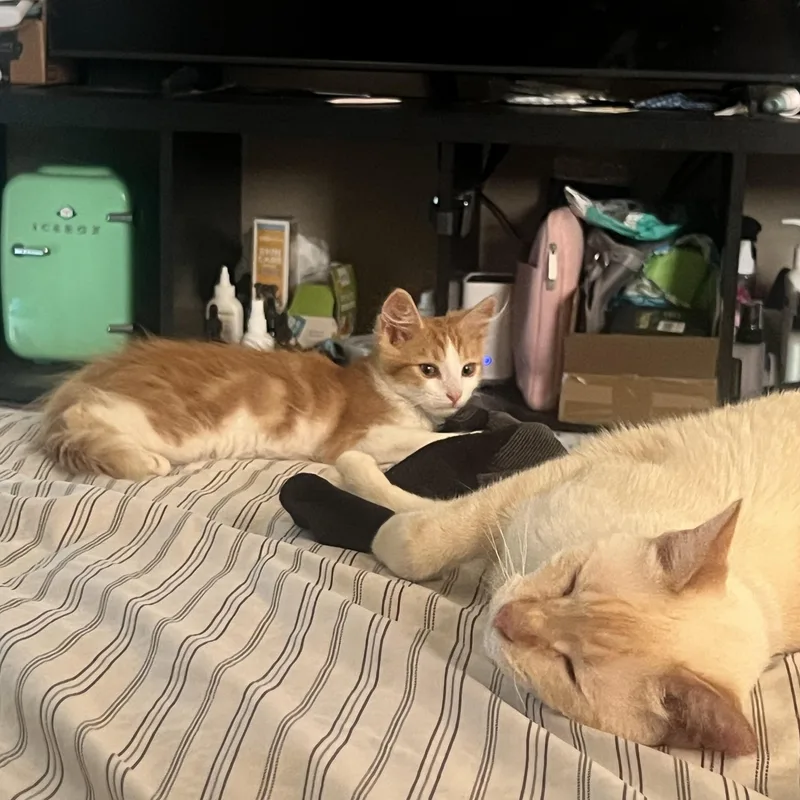 A baby medium-sized male Orange & White Domestic Long Hair cat named Trellis for adoption in Santa Ana, CA