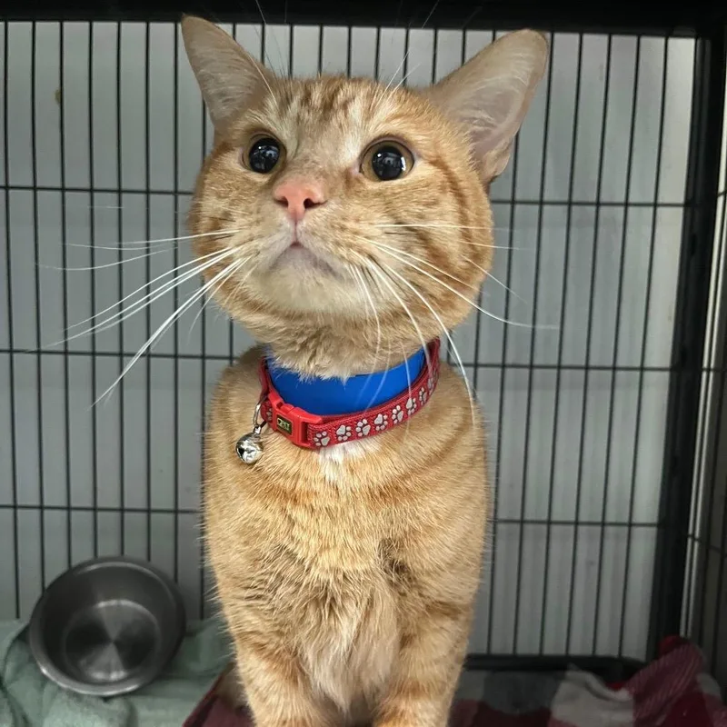 An adult large-sized male Orange / Red Domestic Short Hair cat named Cheddar for adoption in Lakeland, FL