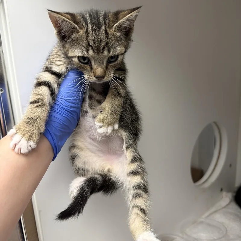 A baby small-sized male Gray / Blue / Silver Domestic Short Hair cat named Jerome for adoption in Philadelphia, PA