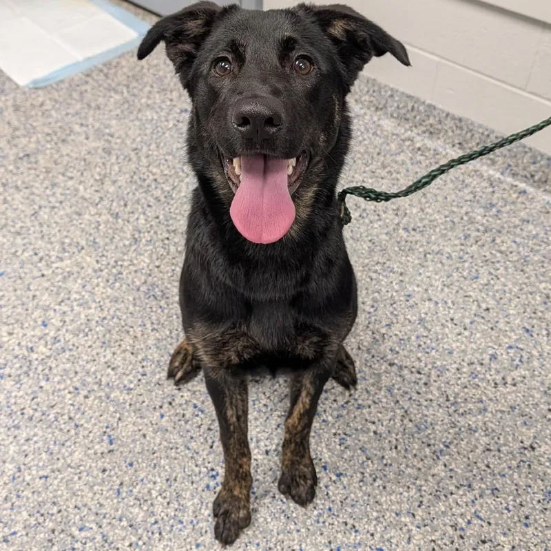 A young medium-sized female Black Mixed Breed dog named Blondie for adoption in Greenville, SC