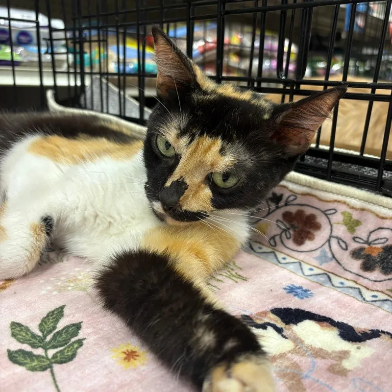 A young medium-sized female Calico Domestic Short Hair cat named Catniss for adoption in New Port Richey, FL