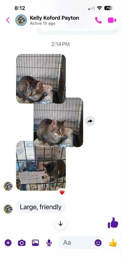 A senior large-sized male Domestic Short Hair cat named Mr. Oliver for adoption in Ogden, UT