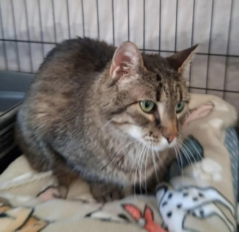 Mr. Oliver thumbnail 2