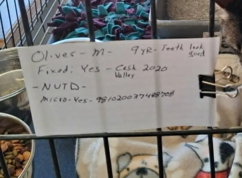 Mr. Oliver thumbnail 4