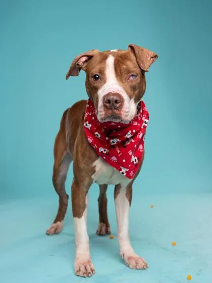 An adult large-sized male Mixed Breed dog named Flaco for adoption in Atlanta, GA