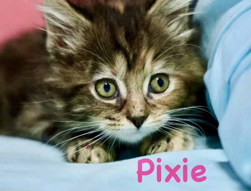 A baby medium-sized female Tabby (Brown / Chocolate) Domestic Long Hair cat named Pixie for adoption in Reston, VA