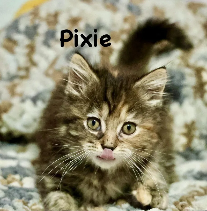 Pixie thumbnail 3