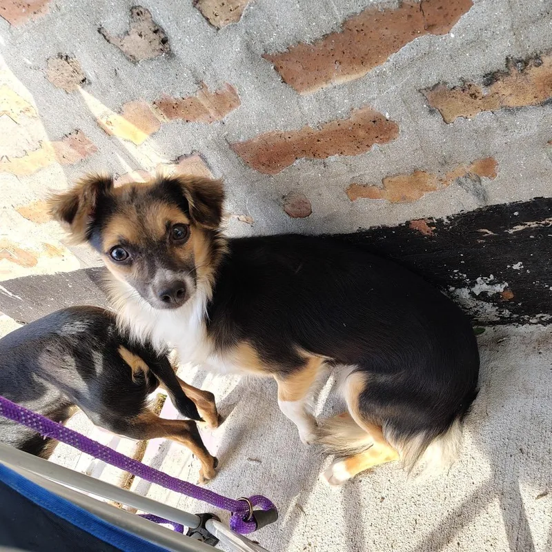 An adult small-sized male Black Mixed Breed dog named Peter for adoption in Chicago, IL