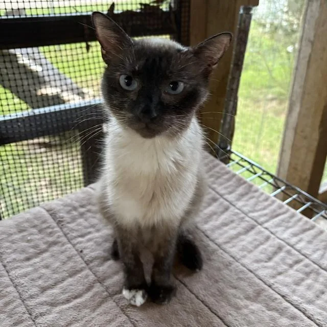 An adult medium-sized female Buff / Tan / Fawn Siamese cat named Dara for adoption in Porter, TX