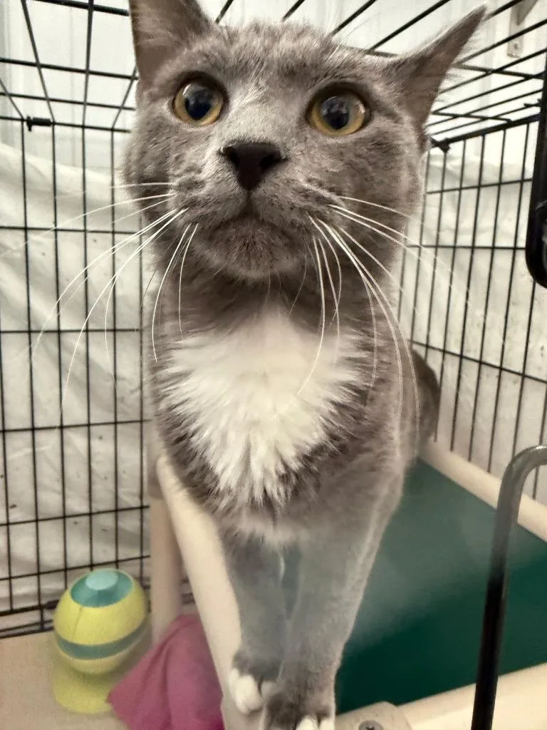 A baby medium-sized male Domestic Short Hair cat named Sam for adoption in Hartford City, IN