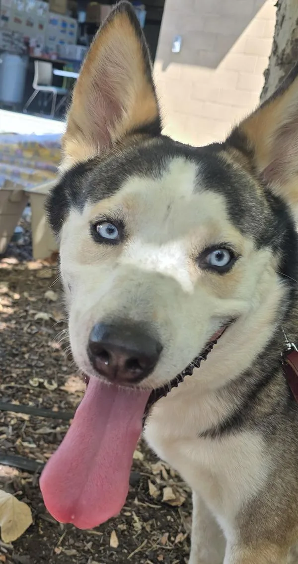 An adult large-sized male Siberian Husky dog named Alex for adoption in El Cajon, CA