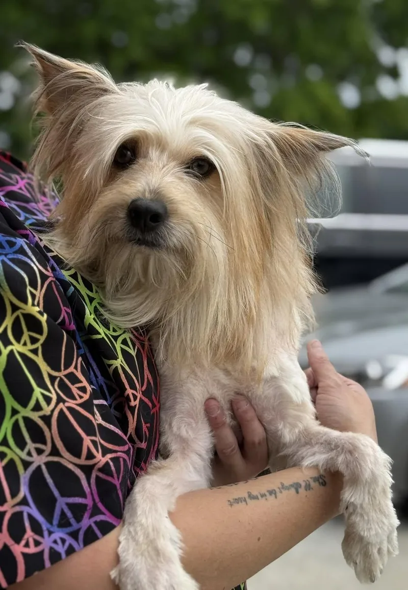 An adult small-sized male White / Cream Cairn Terrier dog named Cuddles for adoption in Blue Springs, MO