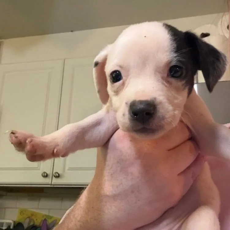 A baby small-sized female White / Cream Mixed Breed dog named Coral for adoption in Rockville, MD