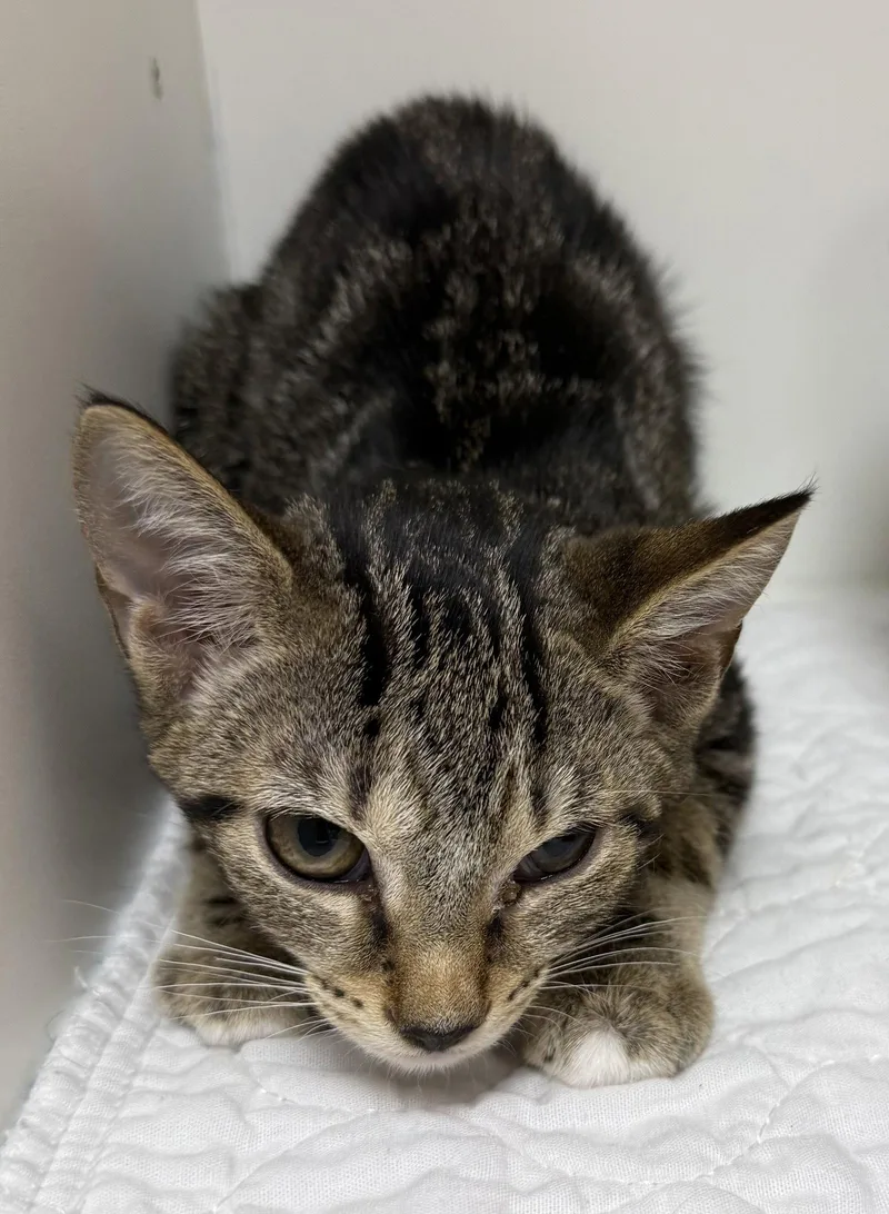 A young medium-sized female Domestic Short Hair cat named Milleray for adoption in Satellite Beach, FL