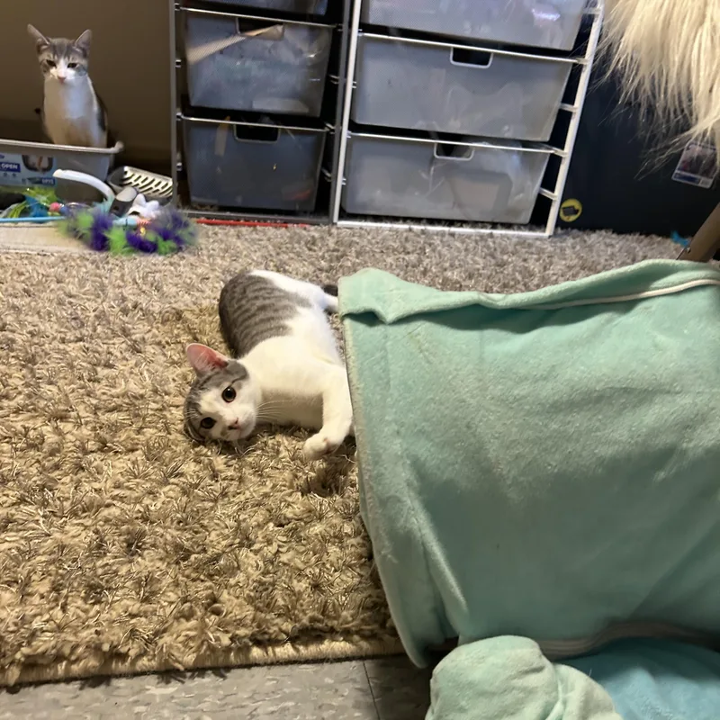 A baby small-sized female Gray / Blue / Silver Domestic Short Hair cat named Abby for adoption in Lincoln Park, NJ
