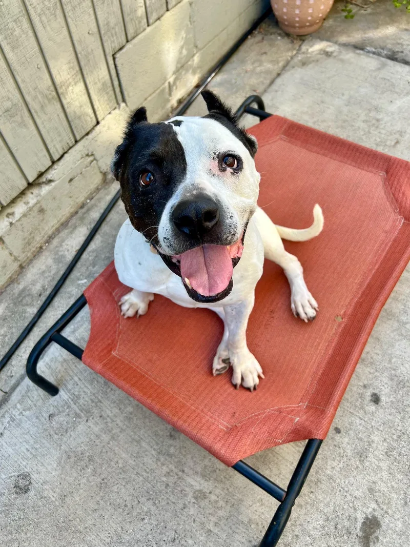 An adult medium-sized female White / Cream American Staffordshire Terrier dog named Luna for adoption in West Hollywood, CA