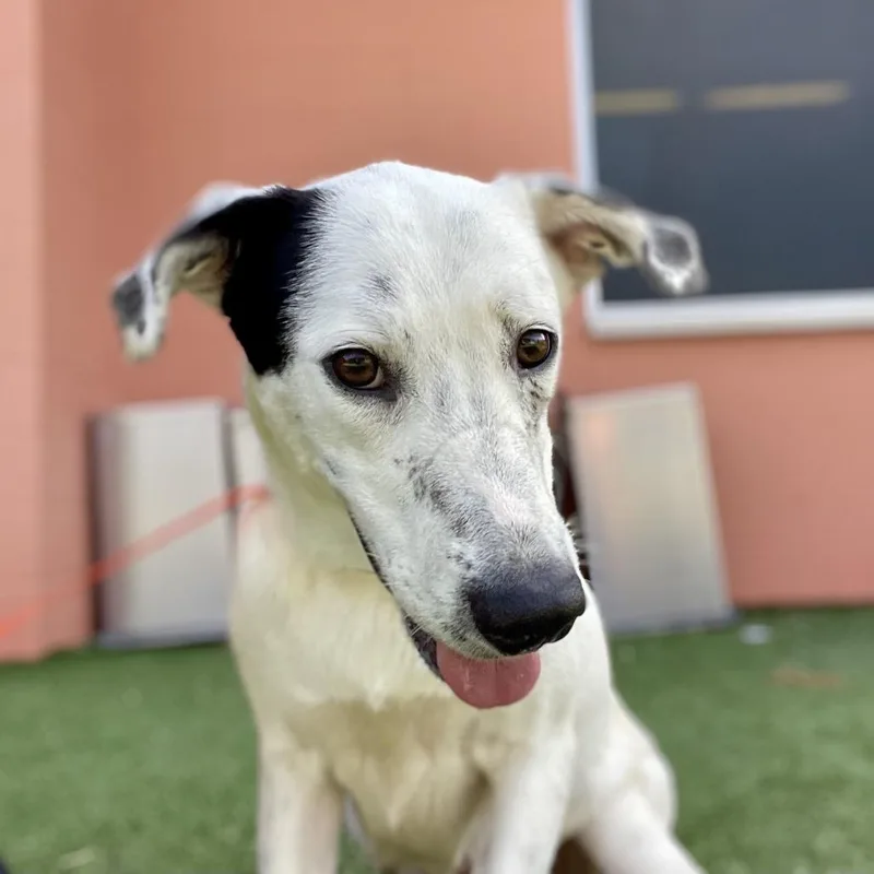 An adult medium-sized female White / Cream Shepherd dog named Emma for adoption in Wimberley, TX