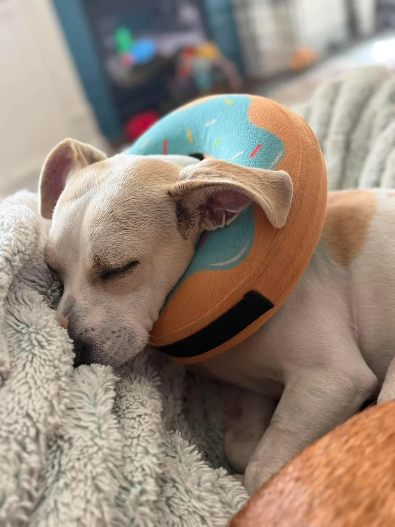 Cheesestick  Happiest Dog thumbnail 2
