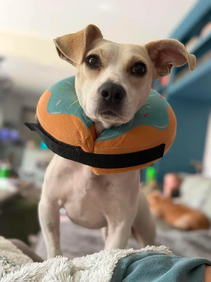 Cheesestick  Happiest Dog thumbnail 4