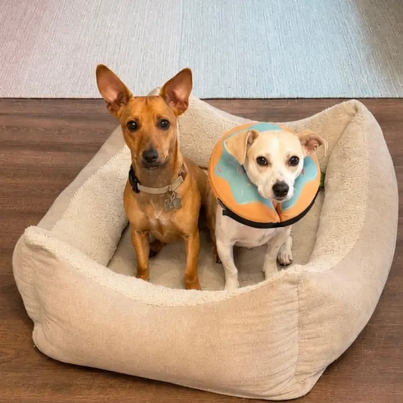 Cheesestick  Happiest Dog thumbnail 5
