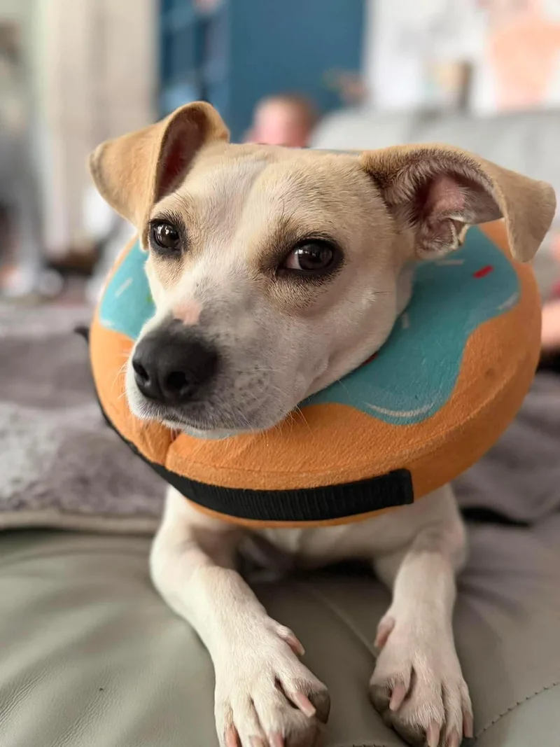 Cheesestick  Happiest Dog thumbnail 6