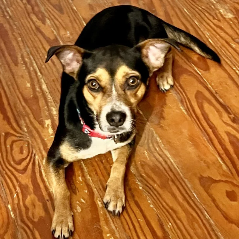 A young small-sized male Black Jack Russell Terrier dog named Max for adoption in Natchitoches, LA
