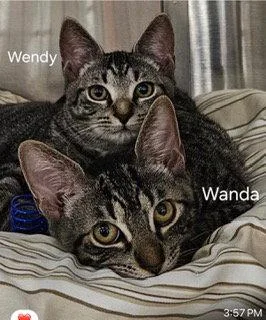 A baby medium-sized female Tabby cat named Wendy for adoption in Oakland Park, FL