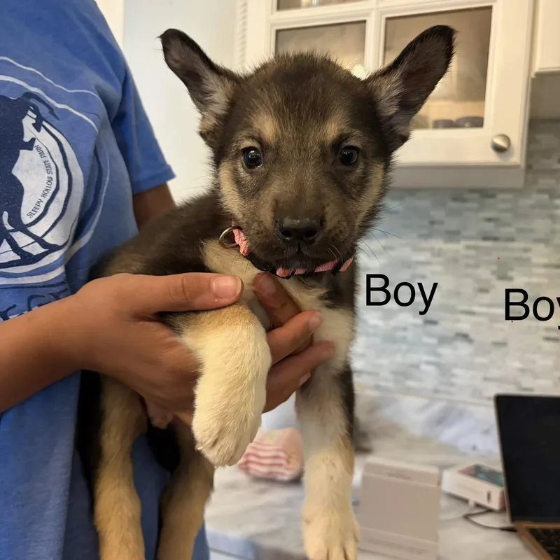 A baby medium-sized male Siberian Husky dog named Clifford for adoption in Brentwood, TN