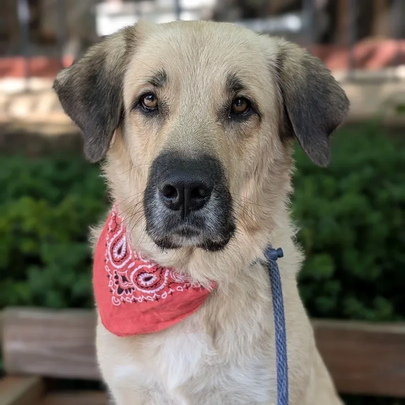 A young large-sized female Yellow / Tan / Blond / Fawn Anatolian Shepherd dog named Matcha for adoption in House Springs, MO