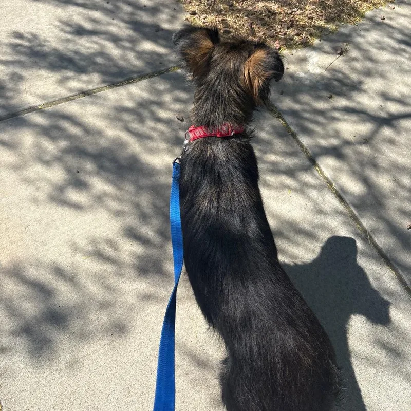 An adult medium-sized female Black Mixed Breed dog named Lady Bug for adoption in Las Cruces, NM