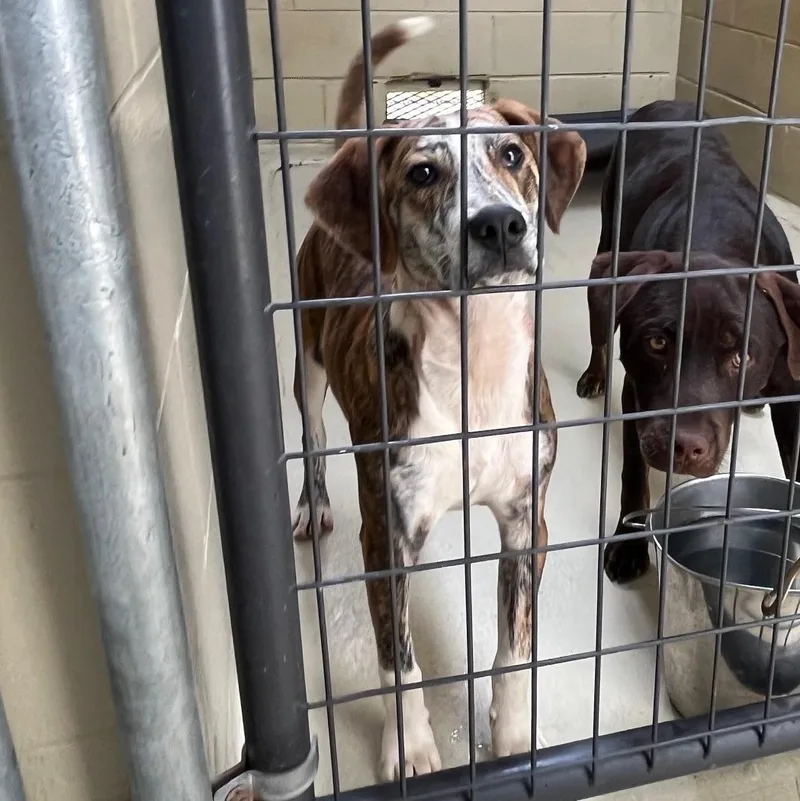 Copper Ray thumbnail 2