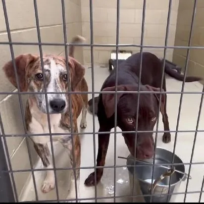 Copper Ray thumbnail 3